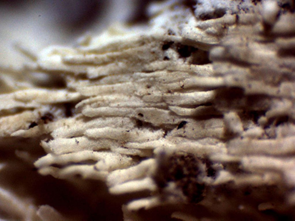 ¿Hyphodontia microspora?